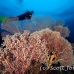 coral_soft_pc_h_0705_png1938.jpg